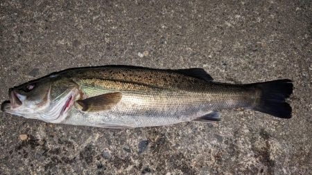 フロートゲームでシーバス