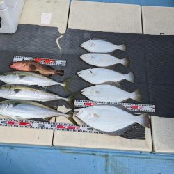 ヒラメ大量（サウス）