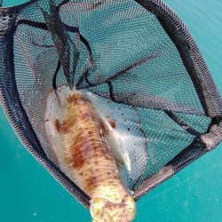 ちょっと早めのボートエギング