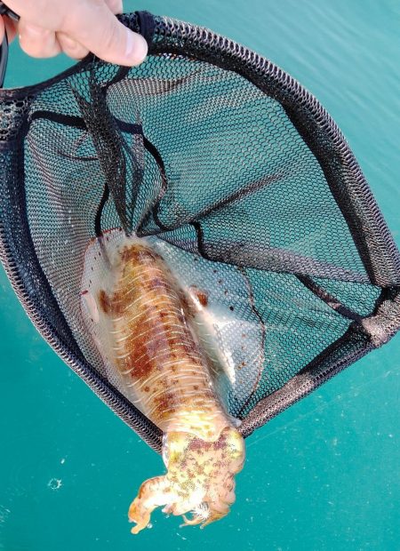 ちょっと早めのボートエギング