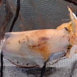 2週間振りボートエギング釣行