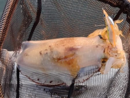 2週間振りボートエギング釣行