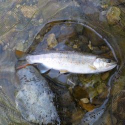 美山アマゴ釣行第5戦〜暑い🥵…