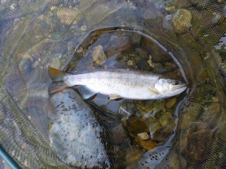 美山アマゴ釣行第5戦〜暑い🥵…