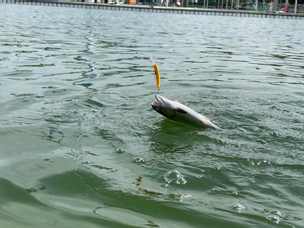 1人かめプー無双