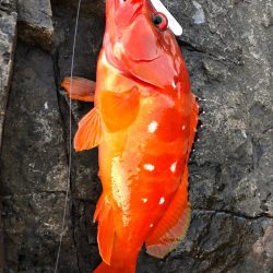 スジアラを求めて