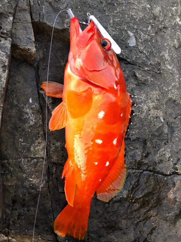 スジアラを求めて