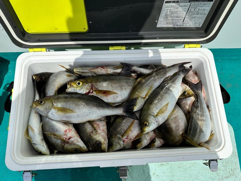 シーズン開幕！麦わらイサキ