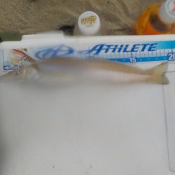 大逆転〜ピンギス祭〜