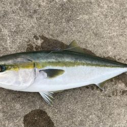 メジロが釣れました