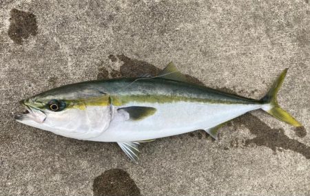 メジロが釣れました