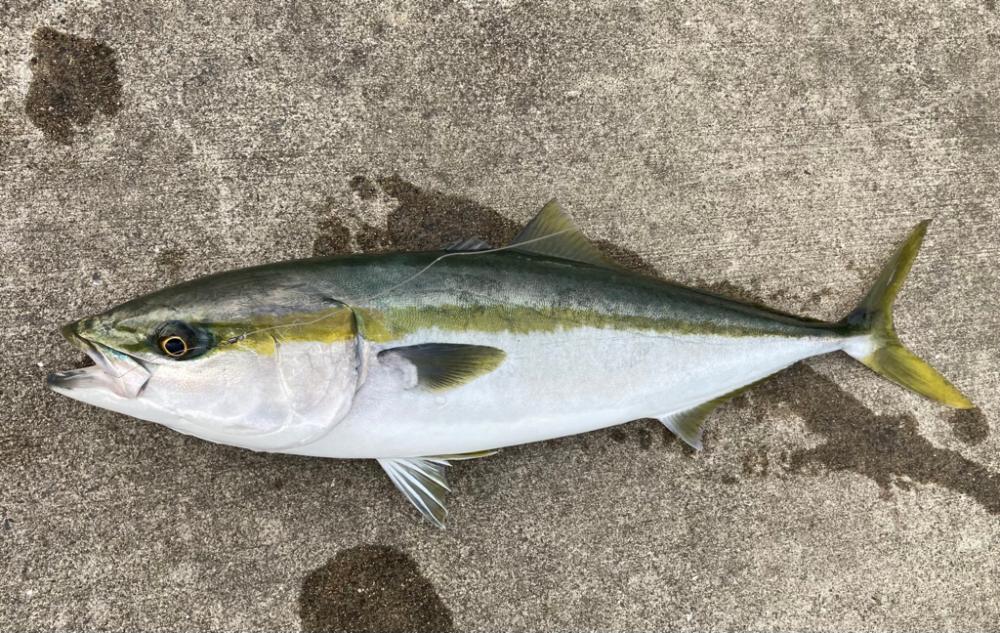 メジロが釣れました