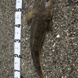 マチゴーたよ。マゴチ