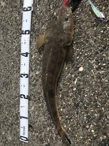 マチゴーたよ。マゴチ