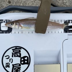 2度目のキス釣り釣行