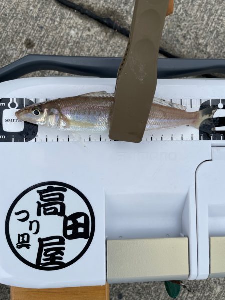 2度目のキス釣り釣行