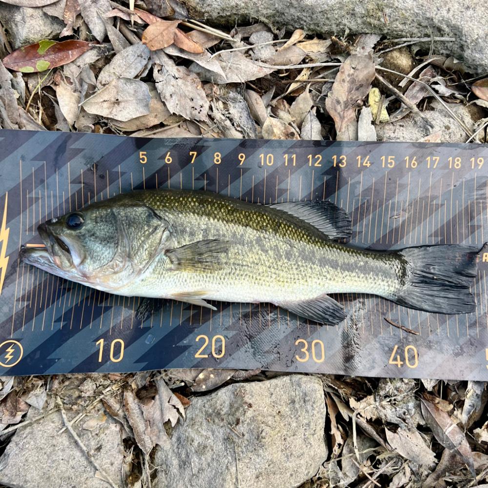 夕まずめの奇跡🌆