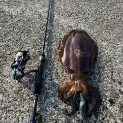 エギング絶好調