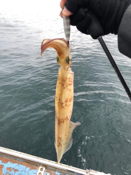 春イカ イカメタル