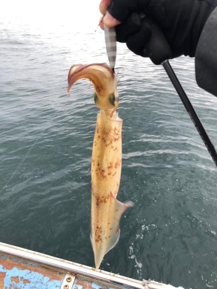 春イカ イカメタル