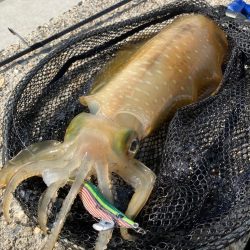 春イカシーズン到来(^｡^)