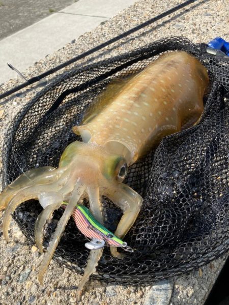 春イカシーズン到来(^｡^)