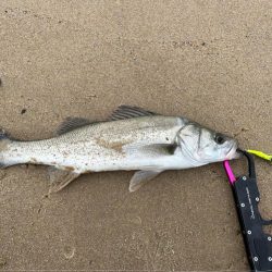 久々のデイシーバスキャッチ