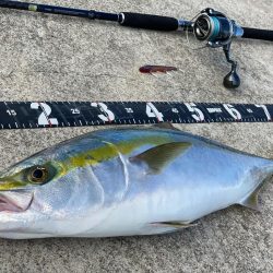 朝イチ青物チャレンジ