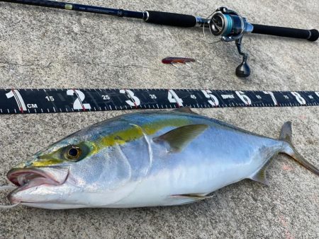 朝イチ青物チャレンジ