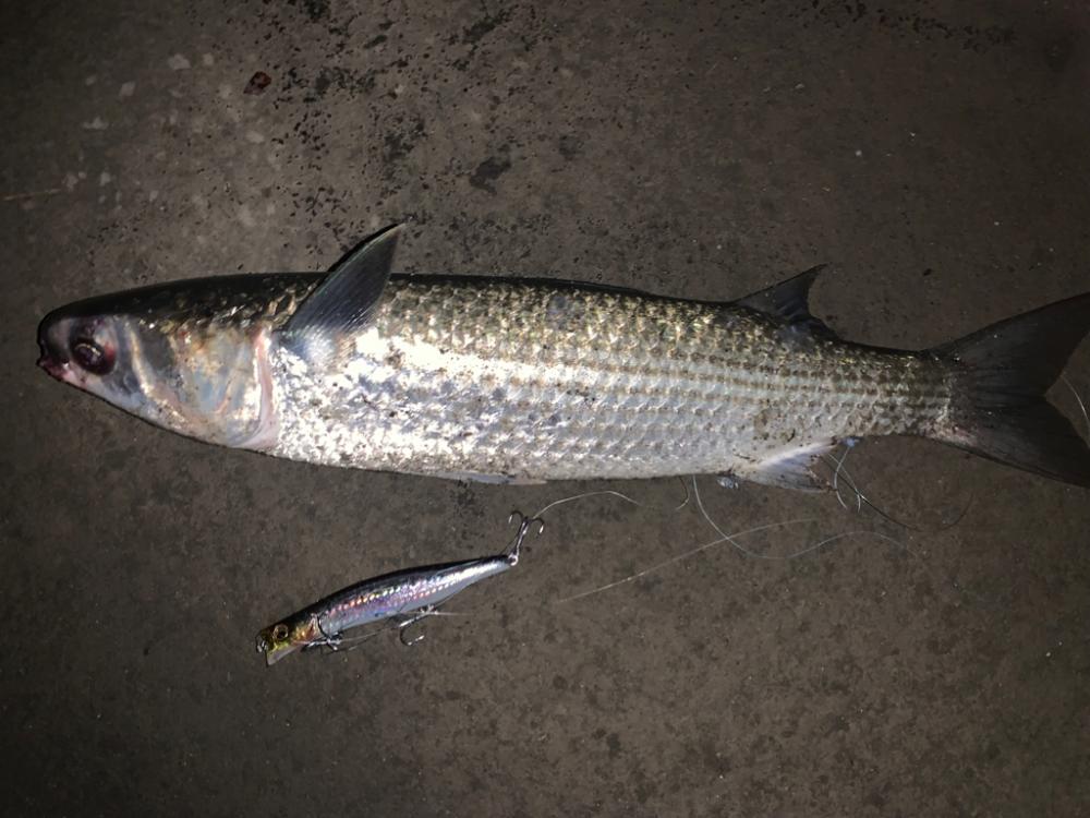 まさかのアイツ