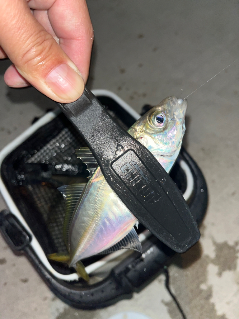 朝マズメ狙い③