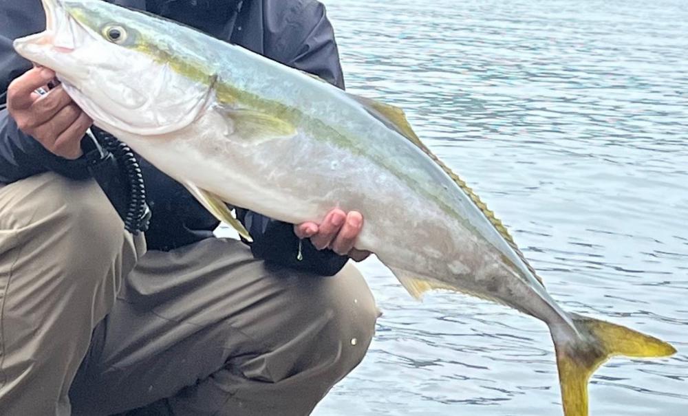 VJで青物get(๑˃̵ᴗ˂̵)