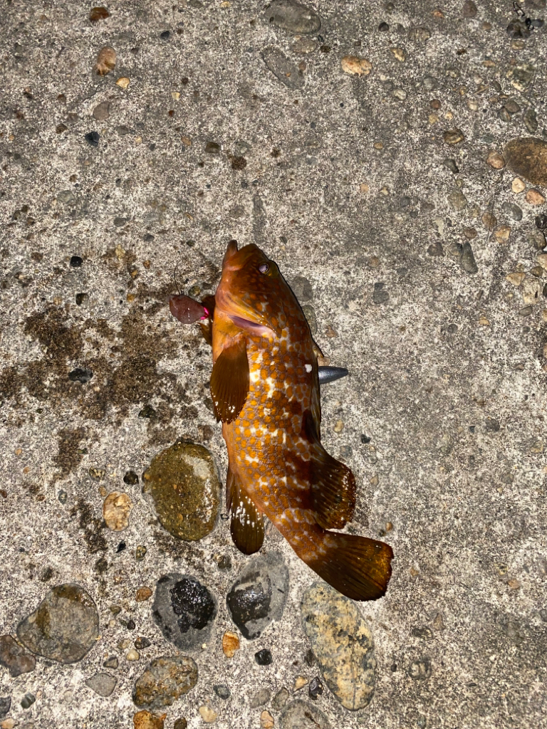 爆釣　三目達成