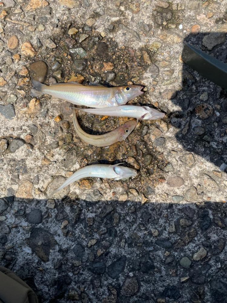 奥さんとドライブついでにちょっとキス釣り