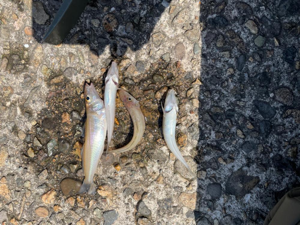 奥さんとドライブついでにちょっとキス釣り