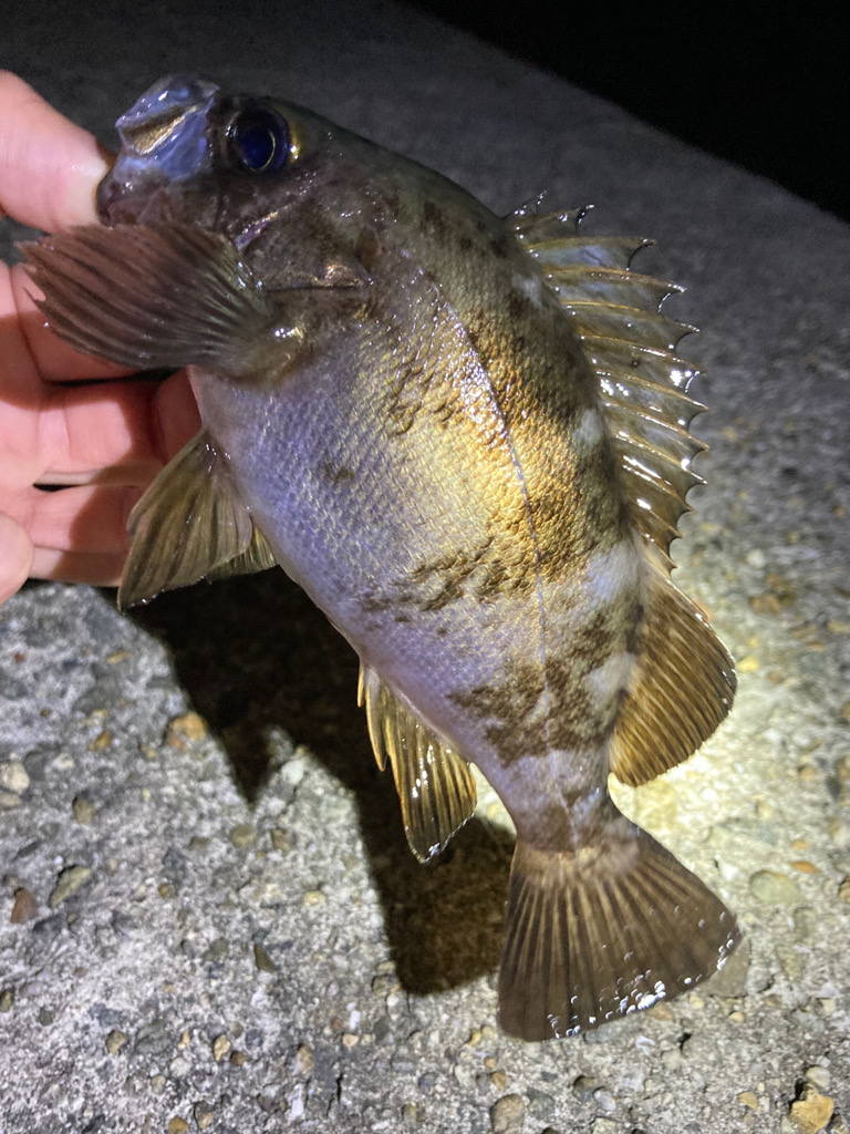 GWはメバリング