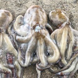 【タコフィネス】 シーズン初物。600g頭に3杯。