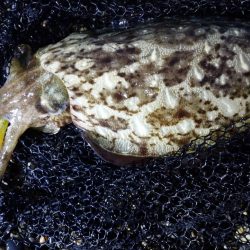 またモンゴウイカ、しかも渋い