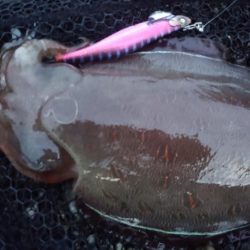 モンゴウコウイカぼちぼち