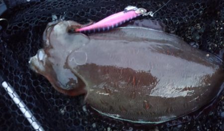 モンゴウコウイカぼちぼち