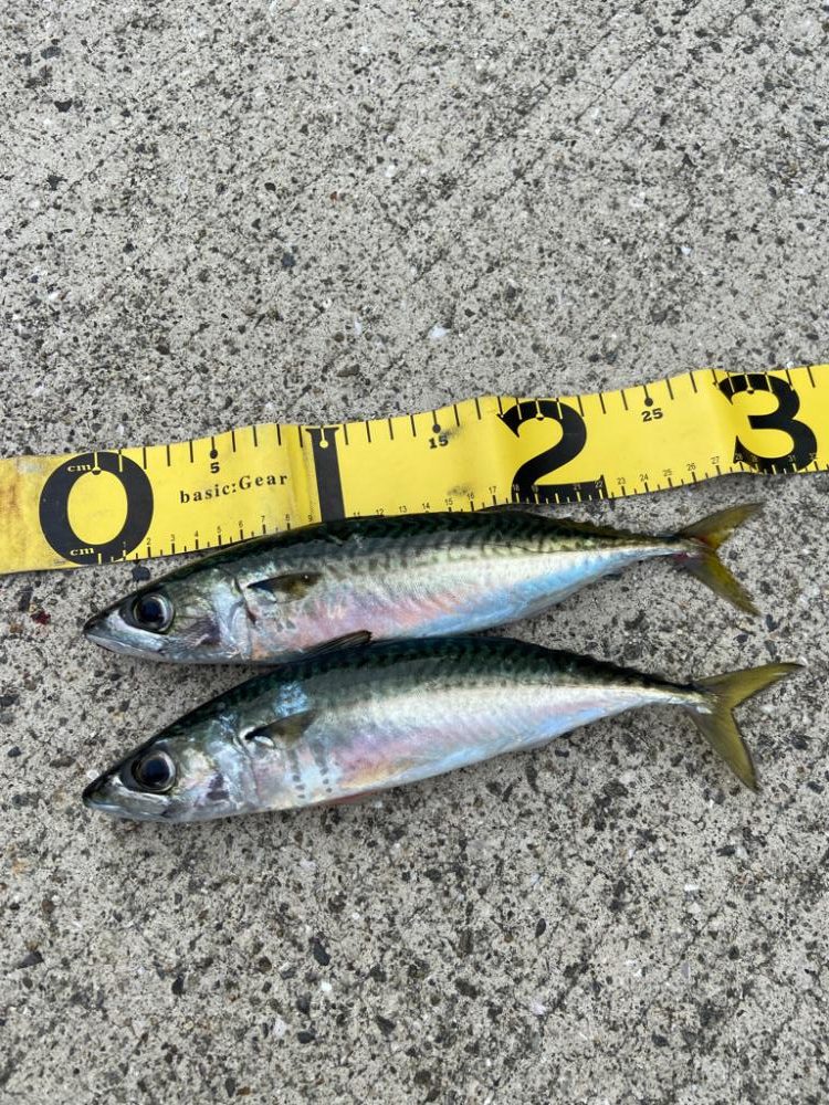 小島養魚場で中サバ！