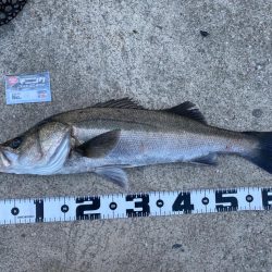 キビレ入れ食い、シーバスゲット