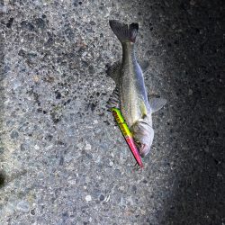 バチ抜けパターン