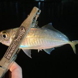 GW夜な夜なアジング