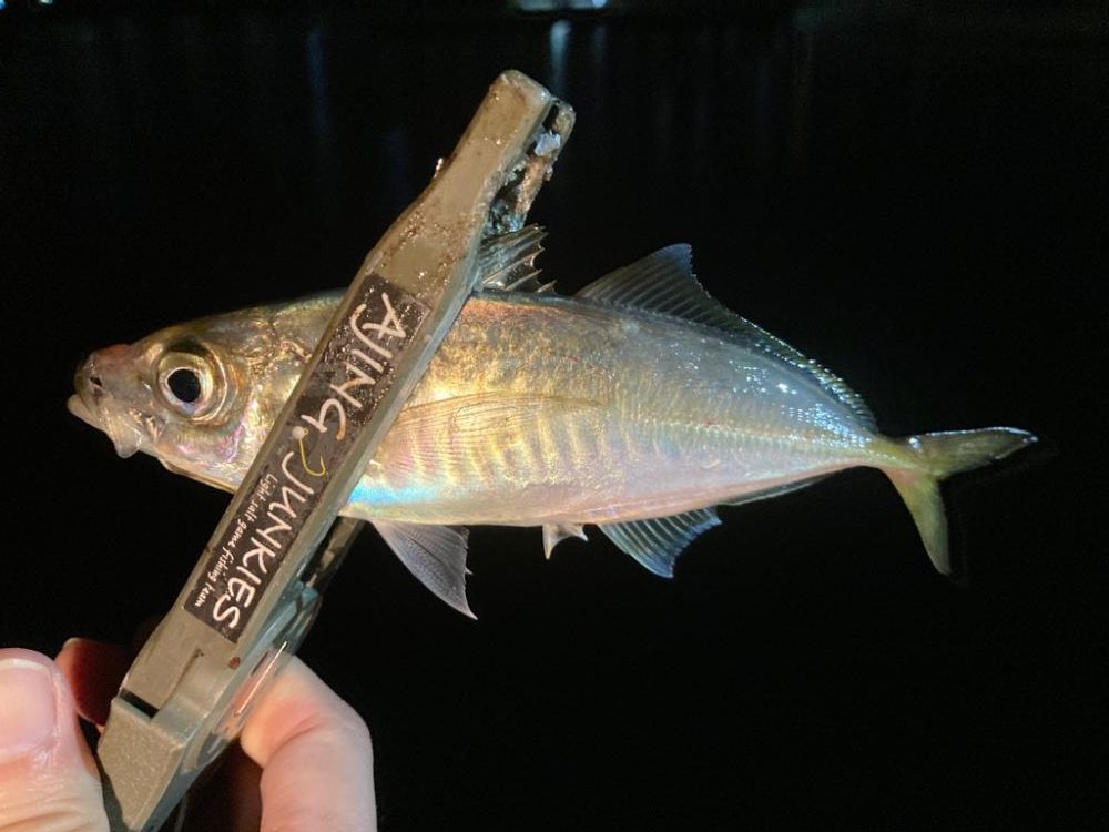 GW夜な夜なアジング