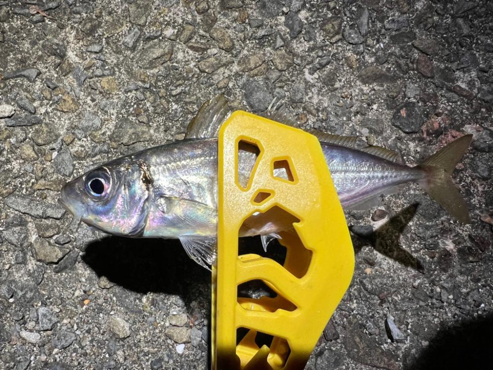 鯵を探して三千里 Vol.42