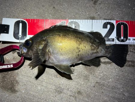 メバルを探して三千里 Vol.9