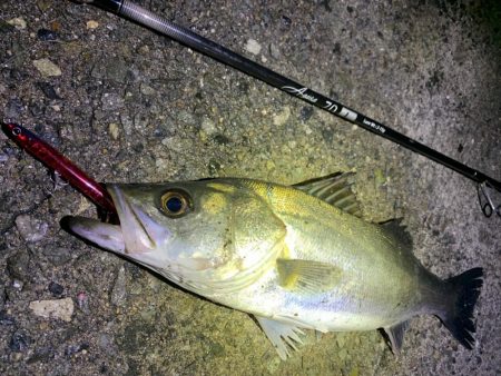 バチ抜け&チニング