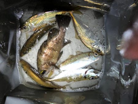 雨のライトゲーム