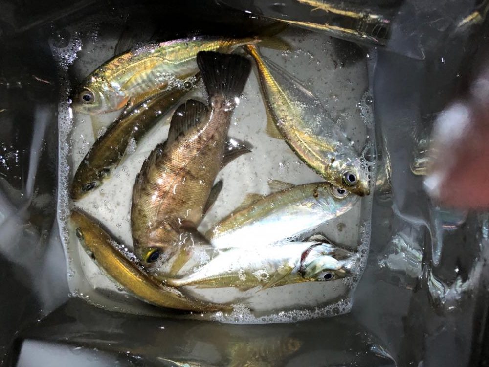 雨のライトゲーム